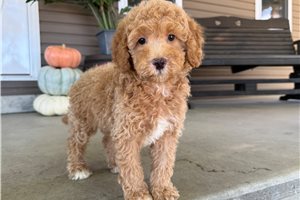 Tracker - Mini Goldendoodle for sale