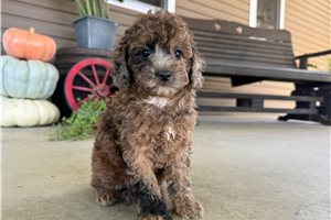 Tori - Mini Goldendoodle for sale