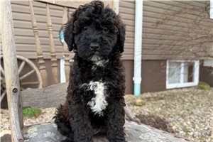 Simone - Goldendoodle, Mini for sale