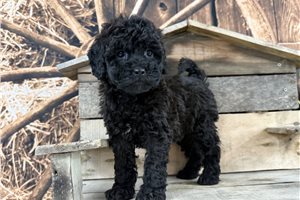 Sydney - puppy for sale