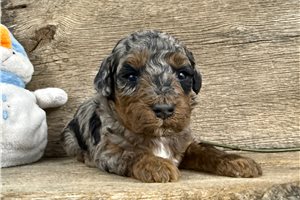 Sherri - puppy for sale