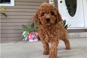 Meeko - Mini Goldendoodle for sale