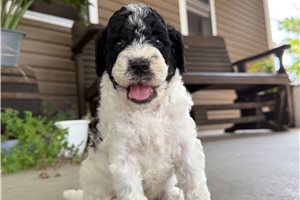 Sawyer - puppy for sale