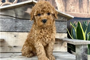 Sarah - puppy for sale