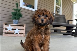 Tracker - Goldendoodle, Mini for sale