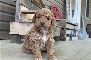 Norman - puppy for sale
