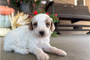 Amelia - puppy for sale