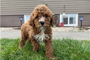 Zola - Goldendoodle, Mini for sale
