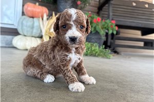 Arnold - puppy for sale
