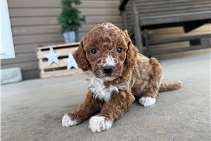 Ziggy - puppy for sale