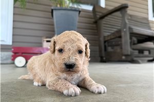 Iggy - Goldendoodle, Mini for sale