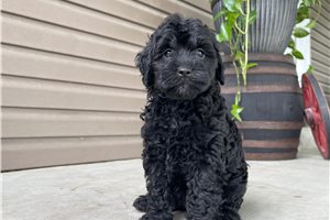 Kennedy - Mini Goldendoodle for sale