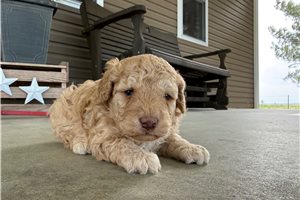 Heith - puppy for sale