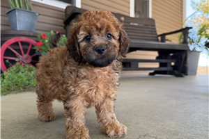 Tyler - Mini Goldendoodle for sale