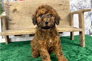 Tracker - Goldendoodle, Mini for sale