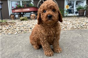 Mincus - Goldendoodle, Mini for sale