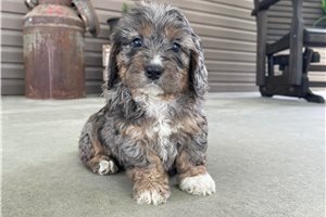 Nigel - puppy for sale