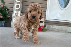 Conan - puppy for sale