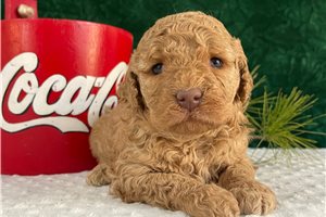 Claire - Goldendoodle, Mini for sale