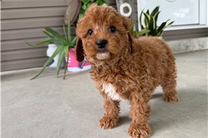 Manilow - Mini Goldendoodle for sale