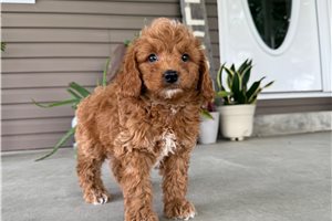 Murray - Goldendoodle, Mini for sale