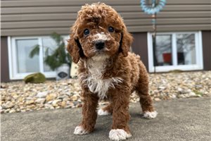 Ziggy - Goldendoodle, Mini for sale