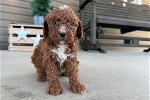 Zeke - puppy for sale
