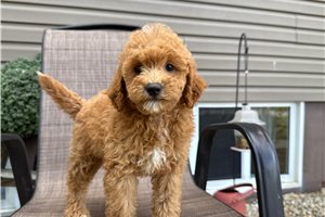 Sammie - Mini Goldendoodle for sale