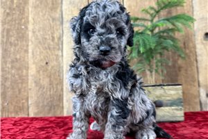 Scott - Goldendoodle, Mini for sale