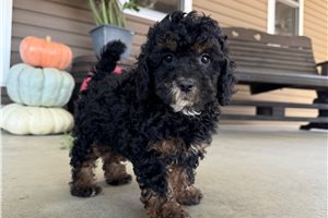 Tulip - Mini Goldendoodle for sale