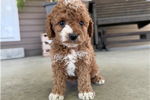 Megan - Goldendoodle, Mini for sale
