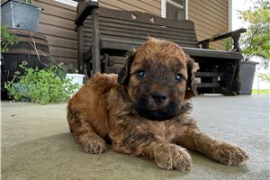 Tyler - puppy for sale
