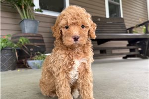 Tracker - Goldendoodle, Mini for sale