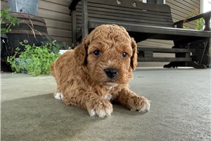 Tiana - puppy for sale