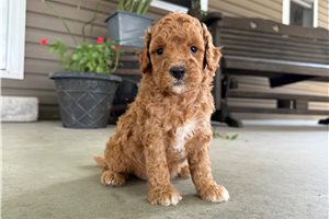 Simon - Goldendoodle, Mini for sale
