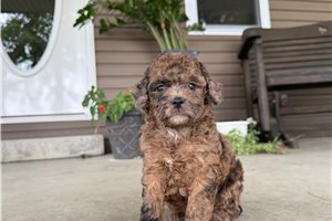 Tori - Mini Goldendoodle for sale