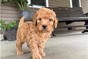 Tommy - Mini Goldendoodle for sale