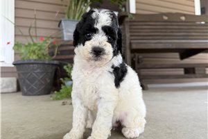 Stacy - puppy for sale