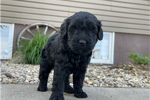 Kennedy - Goldendoodle, Mini for sale