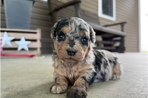 Dingo - puppy for sale