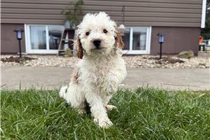 Zeus - Goldendoodle, Mini for sale