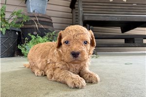 Tommy - Goldendoodle, Mini for sale