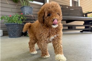 Sonya - Goldendoodle, Mini for sale