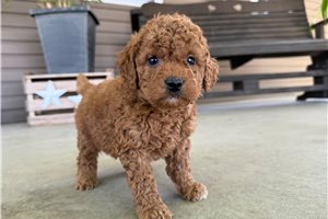 Mincus - puppy for sale