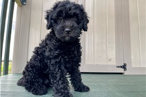 Kennedy - Goldendoodle, Mini for sale