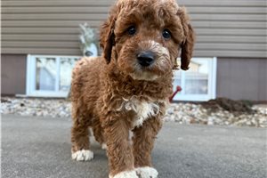 Martin - puppy for sale
