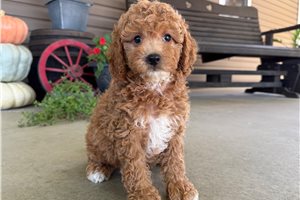 Tiana - Mini Goldendoodle for sale