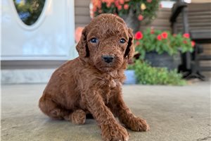 Addie - puppy for sale