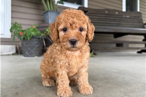 Teresa - Mini Goldendoodle for sale