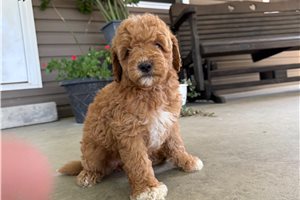 Sammie - Mini Goldendoodle for sale